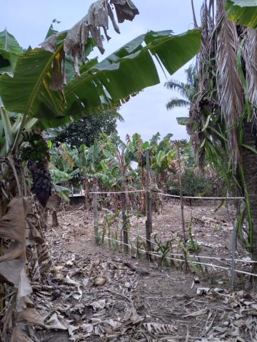 imagem 3 - Chácara à Venda R$350.000,00 - Acapulco - Aceita Permuta - Nova Odessa - SP imagem 3 - Chácara à Venda R$350.000,00 - Acapulco - Aceita Permuta - Nova Odessa - SP